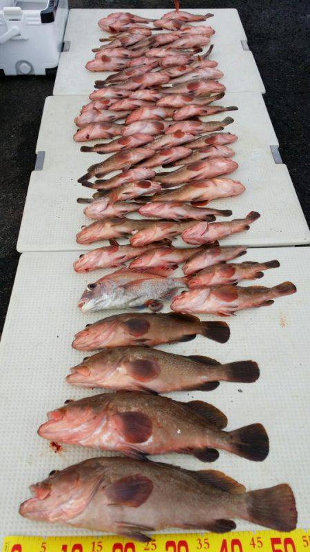 オーフリー 釣果