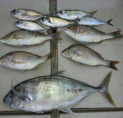 本部釣りイカダ 釣果