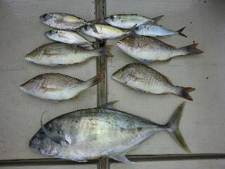 本部釣りイカダ 釣果