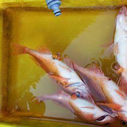 第三むつりょう丸 釣果