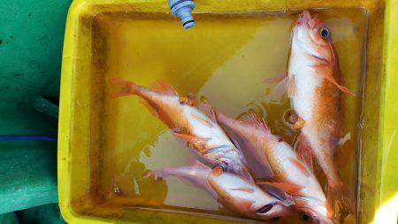 第三むつりょう丸 釣果