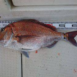 松本釣船２ 釣果