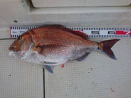 松本釣船２ 釣果