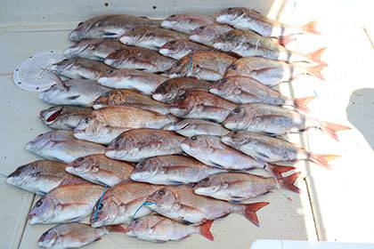 松本釣船２ 釣果