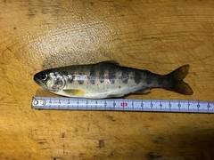 大井川（大井川(非)漁業協同組合） 釣果