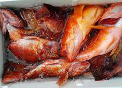 長栄丸(静岡) 釣果