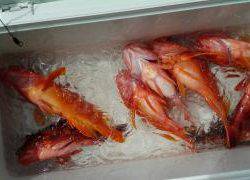 長栄丸(静岡) 釣果