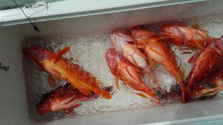 長栄丸(静岡) 釣果