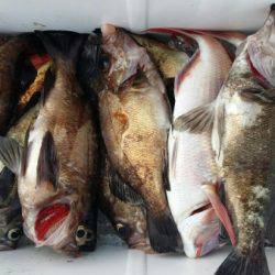 オーフリー 釣果