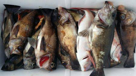 オーフリー 釣果