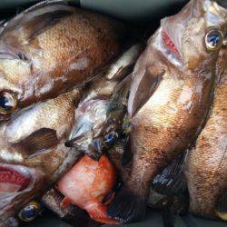 オーフリー 釣果