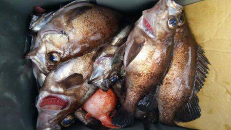 オーフリー 釣果