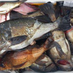 オーフリー 釣果