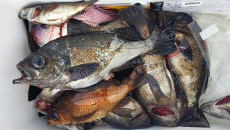 オーフリー 釣果