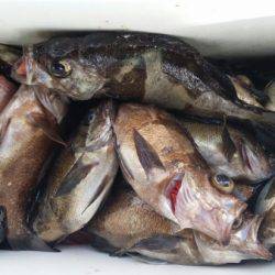 オーフリー 釣果