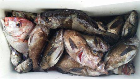 オーフリー 釣果