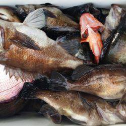 オーフリー 釣果