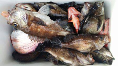 オーフリー 釣果