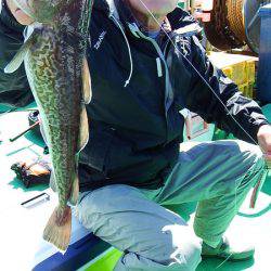 第三むつりょう丸 釣果