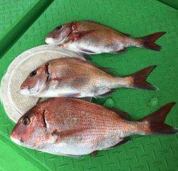 利弥丸（としやまる） 釣果