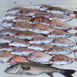 松本釣船２ 釣果