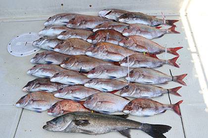 松本釣船２ 釣果