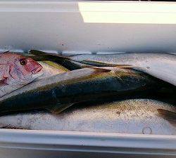 海龍丸(福岡) 釣果