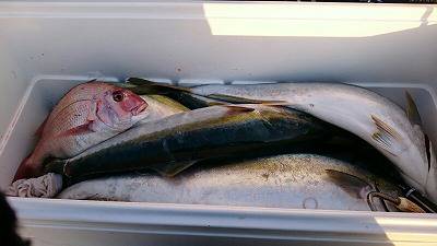 海龍丸(福岡) 釣果