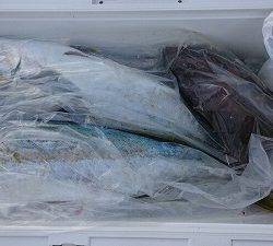 海龍丸(福岡) 釣果