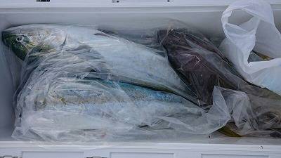 海龍丸(福岡) 釣果