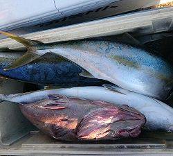 海龍丸(福岡) 釣果