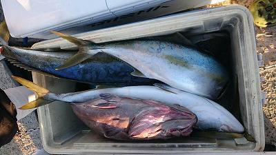 海龍丸(福岡) 釣果