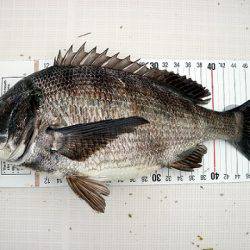 フルコンタクト 釣果