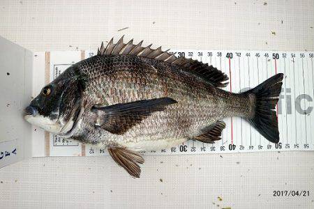 フルコンタクト 釣果