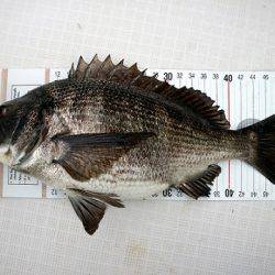 フルコンタクト 釣果