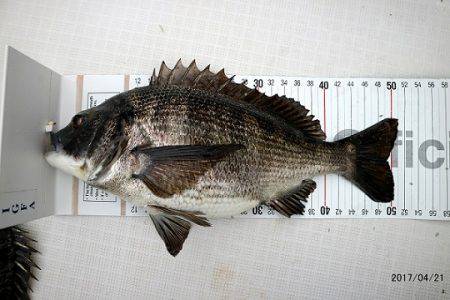 フルコンタクト 釣果