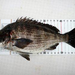 フルコンタクト 釣果