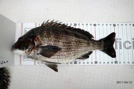 フルコンタクト 釣果