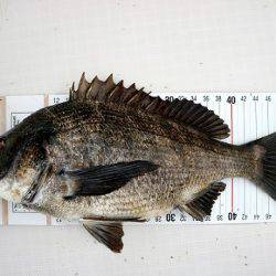 フルコンタクト 釣果