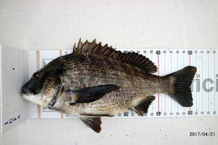 フルコンタクト 釣果