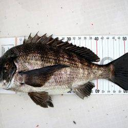 フルコンタクト 釣果