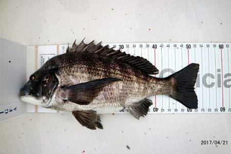 フルコンタクト 釣果