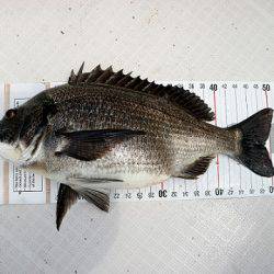 フルコンタクト 釣果