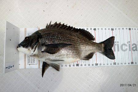 フルコンタクト 釣果