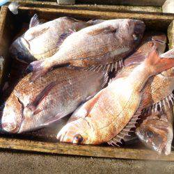 海釣り公園みかた 釣果