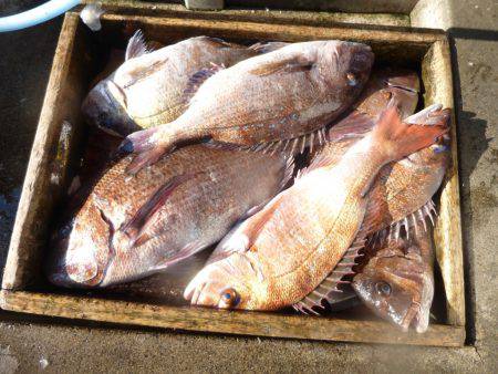 海釣り公園みかた 釣果