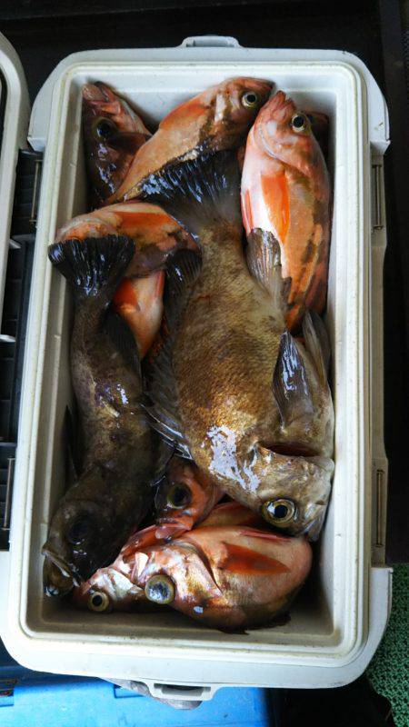 モンロー号 釣果