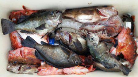 オーフリー 釣果