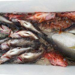 オーフリー 釣果