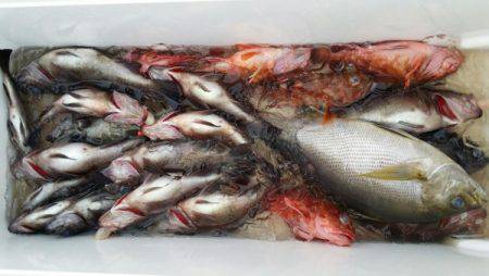 オーフリー 釣果